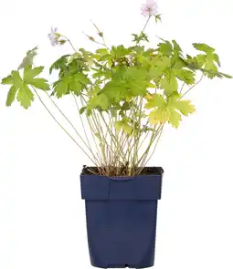 Intratuin Ooievaarsbek (geranium versicolor) d 11 h 10 cm aanbieding