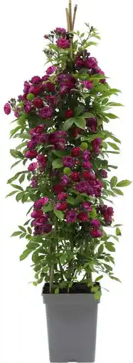 Intratuin Klimroos (rosa 'perennial blue') d 22 h 70 cm aanbieding