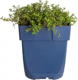 Intratuin Kruiptijm (thymus praecox 'red carpet') d 11 h 5 cm aanbieding