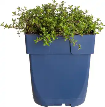 Intratuin Kruiptijm (thymus praecox 'red carpet') d 11 h 5 cm aanbieding