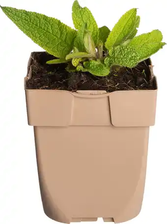 Intratuin Zwarte toorts (verbascum nigrum) d 11 h 15 cm aanbieding