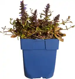 Intratuin Kruipend zenegroen (ajuga chocolate chips) d 11 h 15 cm aanbieding