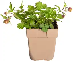 Intratuin Nagelkruid (geum rivale) d 11 h 10 cm aanbieding