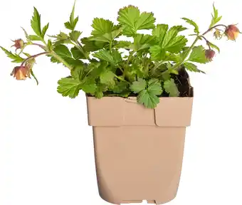 Intratuin Nagelkruid (geum rivale) d 11 h 10 cm aanbieding