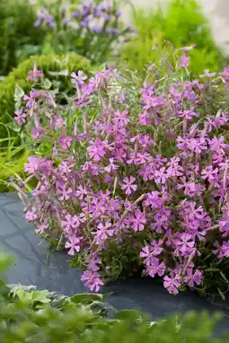 Intratuin Lijmkruid (silene schafta) d 9 h 20 cm aanbieding