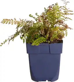 Intratuin Zachte naaldvaren (polystichum setiferum 'herrenhausen') d 11 h 80 cm aanbieding