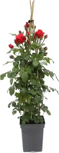Intratuin Klimroos (rosa 'jive courtyard') d 23 h 70 cm aanbieding