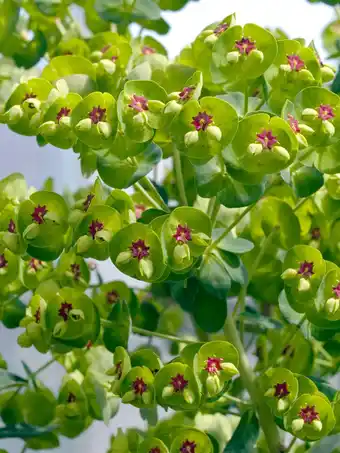 Intratuin Euphorbia (euphorbia martinii) aanbieding