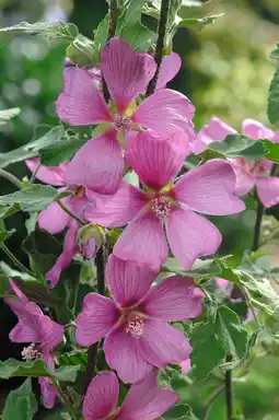 Intratuin Lavatera (lavatera 'burgundy wine') aanbieding