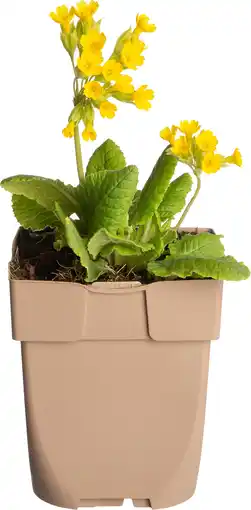 Intratuin Gulden sleutelbloem (primula veris) d 11 h 10 cm aanbieding