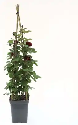Intratuin Klimroos (rosa 'nadia renaissance') d 23 h 70 cm aanbieding