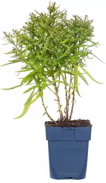 Intratuin Aster (aster 'woods puple') d 11 h 40 cm aanbieding