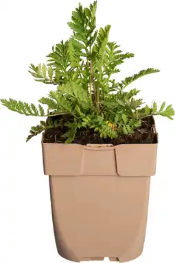 Intratuin Boerenwormkruid (tenecetum vulgare) d 11 h 15 cm aanbieding