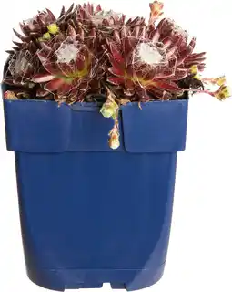 Intratuin Huislook (sempervivum) d 11 h 15 cm aanbieding