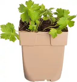 Intratuin Donkere ooievaarsbek (geranium phaeum) d 11 h 10 cm aanbieding