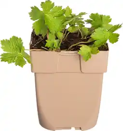 Intratuin Donkere ooievaarsbek (geranium phaeum) d 11 h 10 cm aanbieding