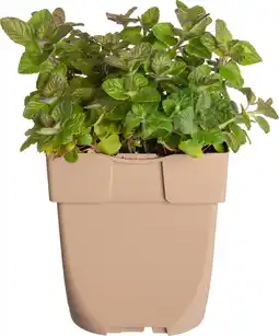 Intratuin Borstelkrans (clinopodium vulgarisare) d 11 h 10 cm aanbieding