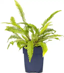 Intratuin Dubbelloof (blechnum spicant) d 11 h 20 cm aanbieding