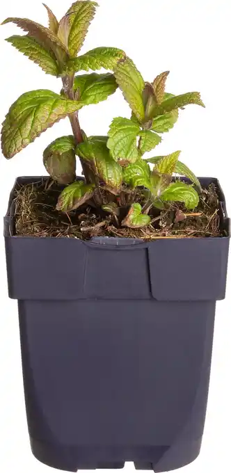 Intratuin Kattenkruid (nepeta nervosa 'neptune') d 11 h 40 cm aanbieding