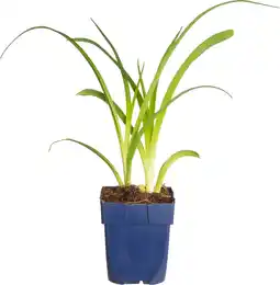 Intratuin Daglelie (hemerocallis 'mauna loa') d 11 h 70 cm aanbieding