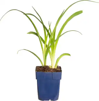 Intratuin Daglelie (hemerocallis 'mauna loa') d 11 h 70 cm aanbieding