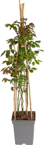 Intratuin Klimroos (rosa 'camelot') d 22 h 70 cm aanbieding