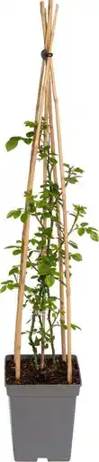 Intratuin Klimroos (rosa 'grand award') d 22 h 70 cm aanbieding