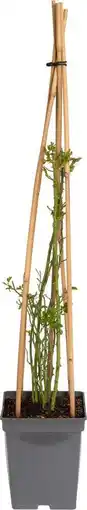 Intratuin Klimroos (rosa 'uetersener klosterrose') d 22 h 70 cm aanbieding