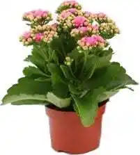 Intratuin Kalanchoë (kalanchoë blossfeldiana) roze d 10,5 h 23 cm aanbieding