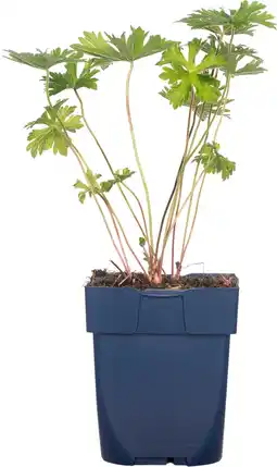 Intratuin Geranium (geranium 'baby blue') d 11 cm aanbieding