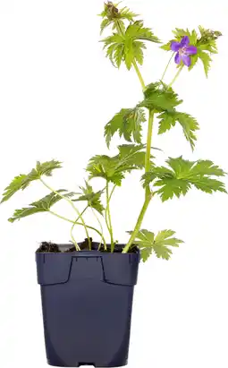 Intratuin Ooievaarsbek (geranium sylvaticum 'mayflower') d 11 cm aanbieding