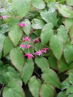 Intratuin Elfenbloem (epimedium rubrum) d 11 h 5 cm aanbieding