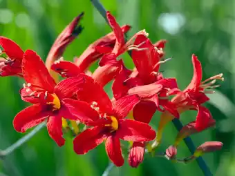 Intratuin Montbretia (crocosmia) aanbieding