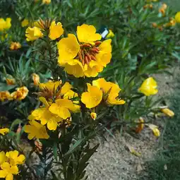 Intratuin Teunisbloem (oenothera fruticosa) d 9 h 5 cm aanbieding