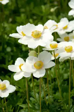 Intratuin Bosanemoon (anemone sylvestris) aanbieding