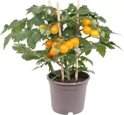 Intratuin Pick-&-joy pluktomaatje geel (solanum lycopersicum) d 14 h 30 cm aanbieding