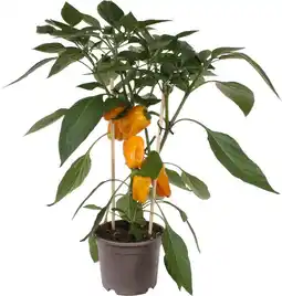 Intratuin Pick-&-joy plukpaprika geel (capsicuum anuum) d 14 h 40 cm aanbieding