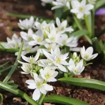 Intratuin Gewone vogelmelk (ornithogalum umbellatum) d 11 h 15 cm aanbieding