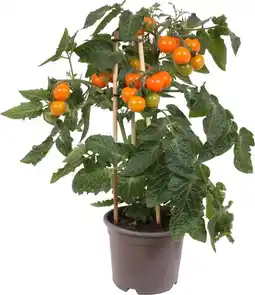 Intratuin Pick-&-joy pluktomaatje oranje (solanum lycopersicum) d 14 h 40 cm aanbieding