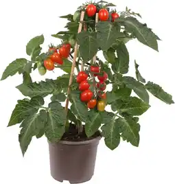 Intratuin Pick-&-joy pruimtomaatje rood (pruimtomaatje) d 14 h 40 cm aanbieding