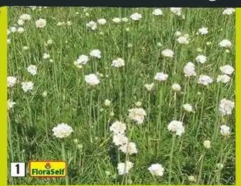 Hornbach FloraSelf Armeria maritima Alba Engels gras aanbieding