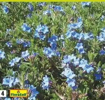 Hornbach FloraSelf Lithodora diffusa Heavenly Blue Parelzaad aanbieding