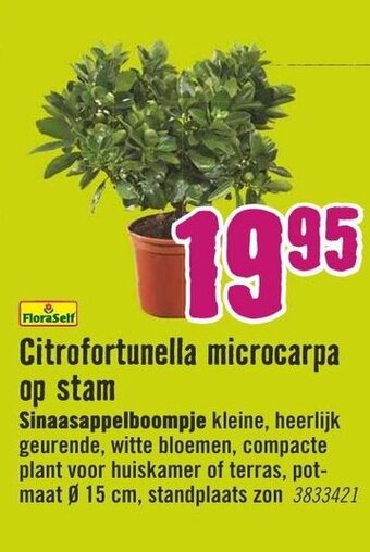 Hornbach FloraSelf Citrofortunella microcarpa op stam aanbieding