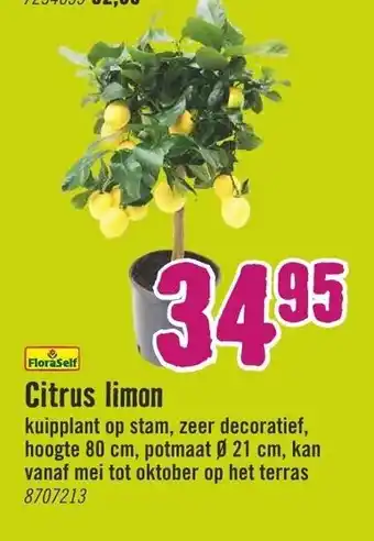 Hornbach FloraSelf Citrus limon aanbieding