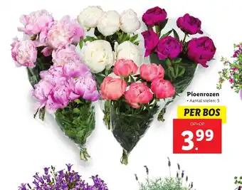 Lidl Pioenrozen aanbieding