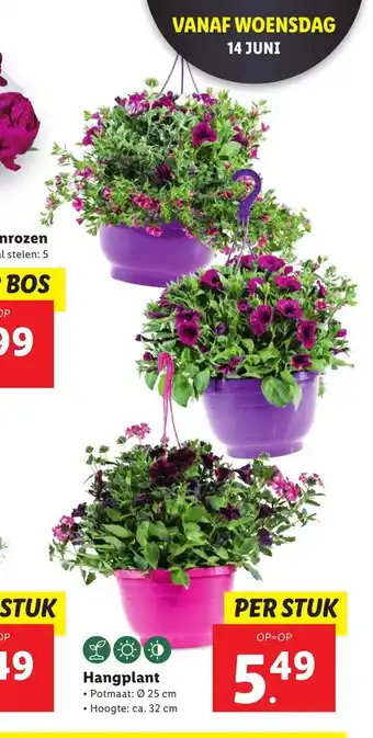 Lidl Hangplant • Potmaat: Ø 25 cm Hoogte: ca. 32 cm aanbieding