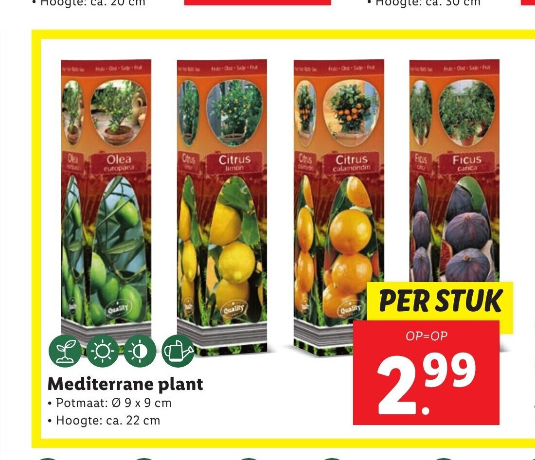 Lidl Mediterrane plant • Potmaat: Ø 11 cm Hoogte: ca. 20 cm aanbieding
