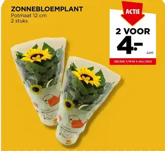 Jumbo ZONNEBLOEMPLANT aanbieding