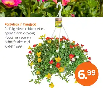 Coppelmans Portulaca in hangpot aanbieding