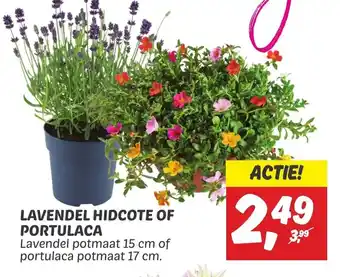 Dekamarkt LAVENDEL HIDCOTE OF PORTULACA aanbieding